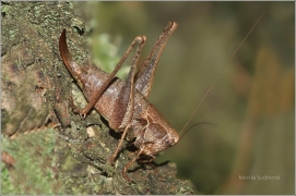 <p>KOBYLKA KŘOVIŠTNÍ (Pholidoptera griseoaptera) - Rybniště</p>